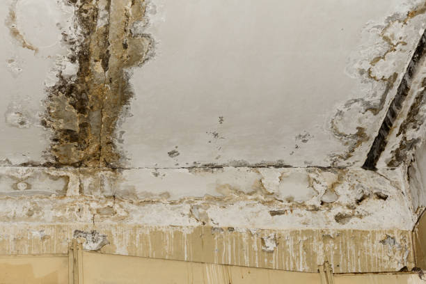 Best Emergency Mold Remediation  in Arnold, CA
