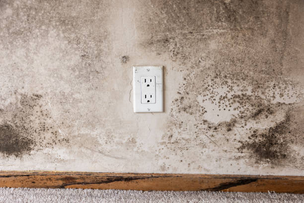 Best Crawl Space Mold Remediation  in Arnold, CA
